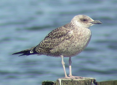 Kleinemantelmeeuw_juv250903